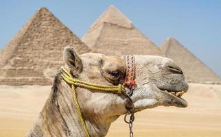 Cabeza de camello con el telón de fondo de la pirámide de Keops en Giza, Egipto foto