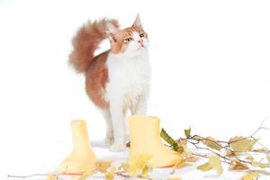 Red mongrel tabby cat with a fluffy tail with autumn leaves and rubber boots on a white background photo