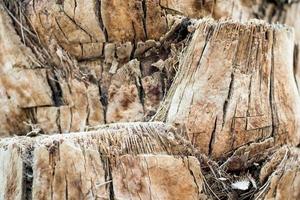 texture background abstraction bark wood fibers of palm tree photo