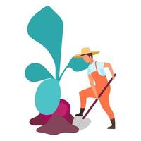 Root crops harvesting flat vector illustration. Farmer digging big beetroot. Autumn harvest concept. Farm worker working on field with shovel cartoon character. Organic produce, eco vegetables