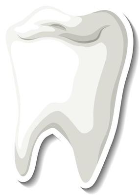 Isolated white tooth on white background