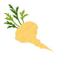 Maca vegetable with yellowish-white root and green leaves. Isolated drawing on white background. Flat vector illustration.