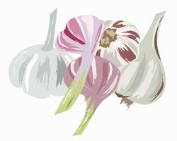 White and pink garlic on a white background vector