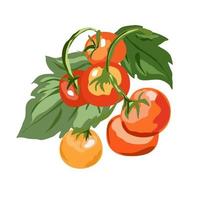 Small tomatoes on a branch with leaves vector