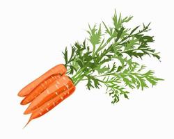 Orange carrot with leaves on a white background vector