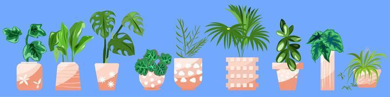 Set of flower pots with indoor plants
