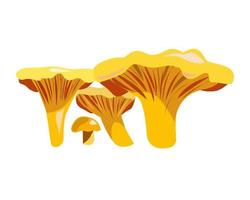 Chanterelle mushrooms on a white background vector