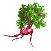 Maroon beetroot with leaves on a white background. vector