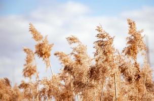 Golden reed seeds in neutral tones on light background. photo