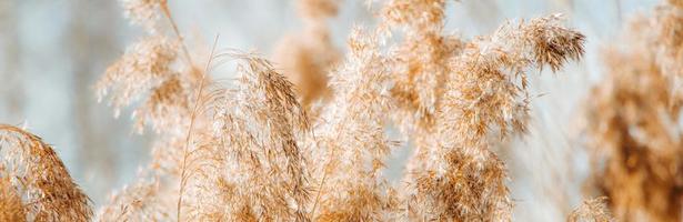 Golden reed seeds in neutral tones on light background. Pampas grass at sunset photo
