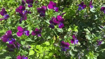 natuurlijke bloemenachtergrond met paarse viooltjes. video