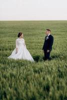 the groom and the bride walk along the wheat green field photo