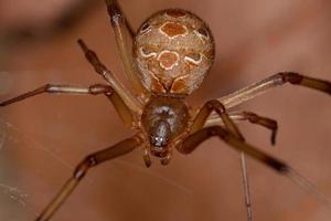 Female Adult Brown Widow photo