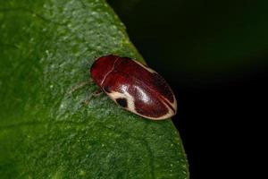 Adult Turtle Beetle photo