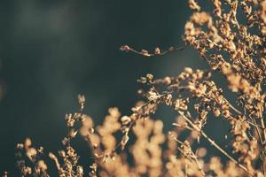 wild grass background photo