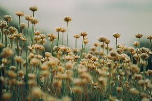 little wild flowers photo