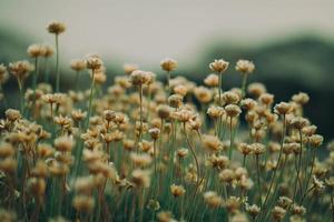 little wild flowers photo