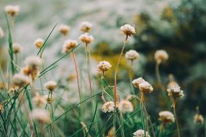 little wild flowers photo