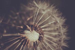 dandelion sepia macro photo