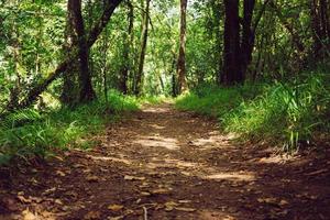 camino en el bosque foto