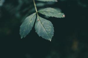 branck macro green photo