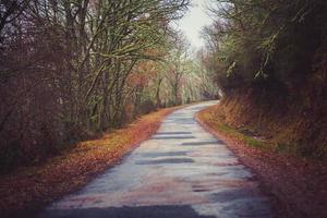 old road to the forest photo