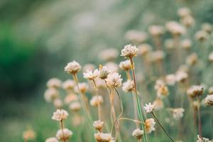 little wild flowers photo