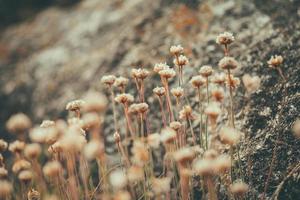 little wild flowers photo