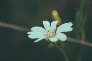 white wild flowers photo