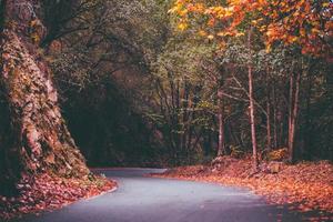 atumn roads fall photo