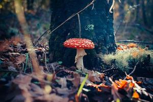 mushroom on the forest photo