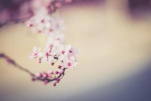 sakura festival flowers photo