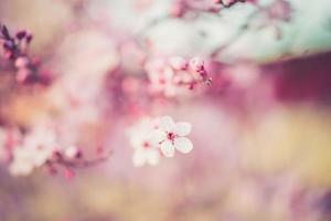 sakura festival flowers photo