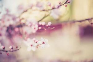 sakura festival flowers photo