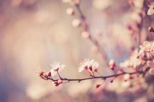 sakura festival flowers photo