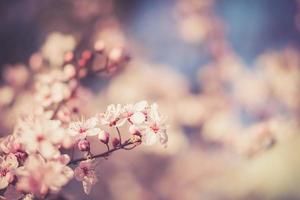 flores del festival de sakura foto
