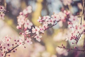 flores del festival de sakura foto
