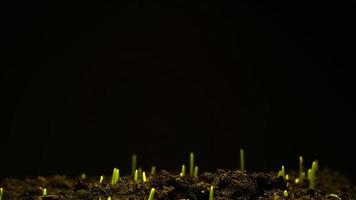 sementes de cultivo subindo de filmagens de 4K de lapso de tempo de solo. video