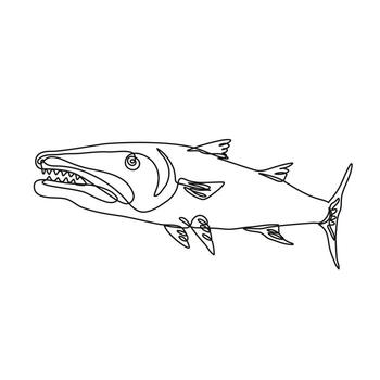 Barracuda or Cuda Predatory Ray-Finned Fish Viewed from Side Continuous Line Drawing vector