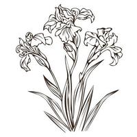 iris florecientes, ilustración vectorial aislada.