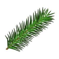 Hand drawn green lush spruce branch. Christmas tree element. Isolated on white vector illustration. Xmas decorative design item in retro style