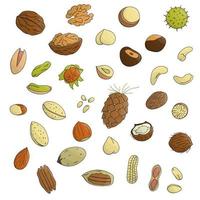 Vector set of colored nuts. Collection of isolated bright hazel nut, walnut, pistachio, almond, coconut, pecan, pine nut, macadamia, cashew. Food illustration in cartoon or doodle style