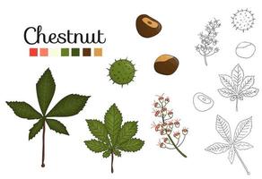 Vector set of chestnut tree elements isolated on white background. Botanical illustration of chestnut leaf, brunch, flowers, nuts. Black and white clip art.