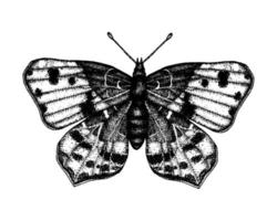ilustración vectorial en blanco y negro de una mariposa. boceto de insectos dibujados a mano. dibujo gráfico detallado de pared marrón en estilo vintage. vector
