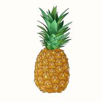 One pineapple with outline, vector graphics