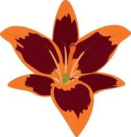 Detailed dark color red and orange lily vector illustration