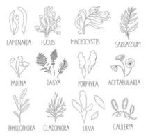 Vector black and white set of seaweeds isolated on white background. Monochrome collection of laminaria, focus, macrocystis, sargassum, padina, dasya, porphyra, phyllophora, cladophora