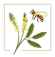 Vector illustration of colored melilot or sweet clover with bee. Bright colorful picture of wild flower. Good for organic natural design. Watercolor effect.