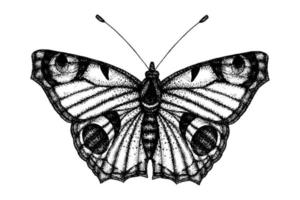 ilustración vectorial en blanco y negro de una mariposa. boceto de insectos dibujados a mano. dibujo gráfico detallado de pared marrón en estilo vintage. vector