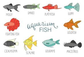 Vector  set of  aquarium fish isolated on white background. Colorful collection of molly, guppy, platyfish, goldfish, danio, scalare, cichlasoma, ancistrus, gourami. Underwater illustration